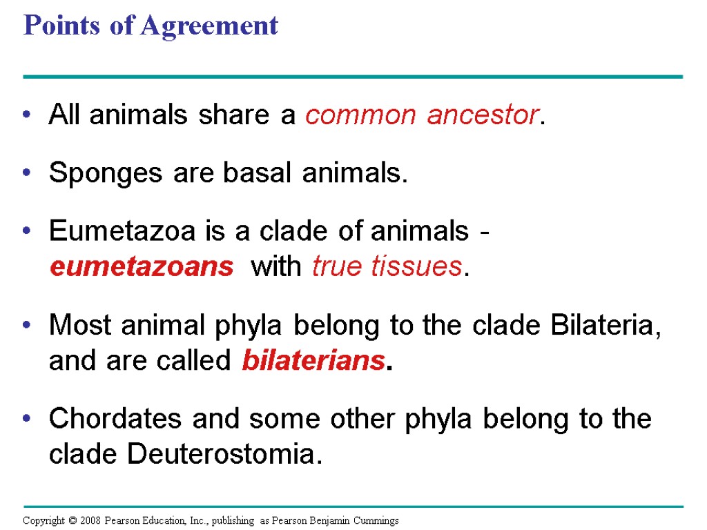 Points of Agreement All animals share a common ancestor. Sponges are basal animals. Eumetazoa